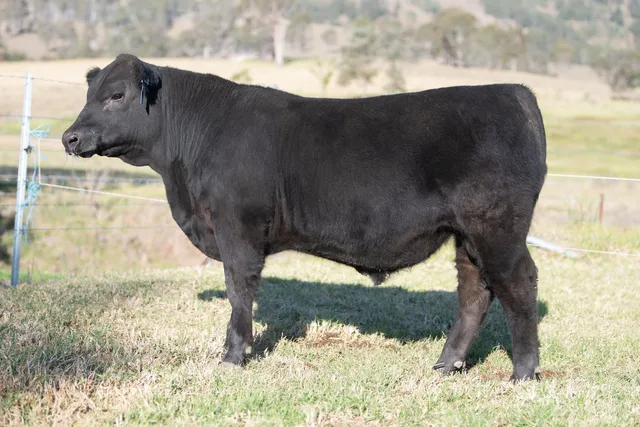 Angus Bulls | Pentire Angus | Hunter Valley NSW